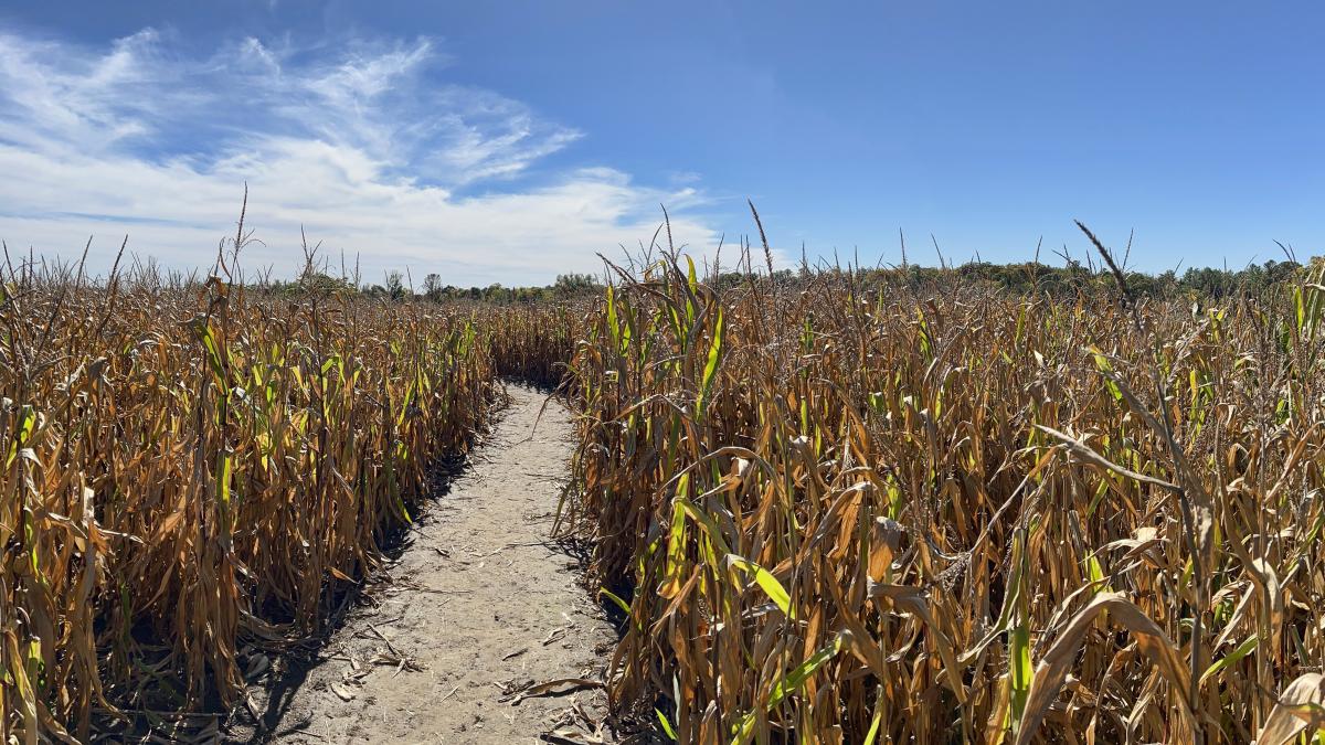 An image of dried and damaged crops representing climate change